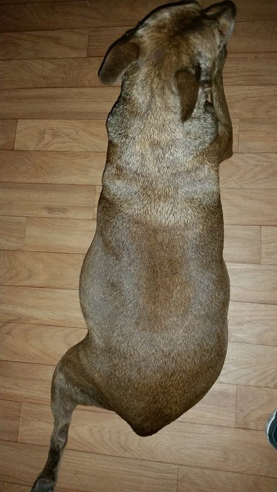 Wholesale Truly Natural natural conditioning dog deodorant spray 250ml - Truly Natural ointment