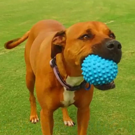 Aussie Dog soft blue catch ball